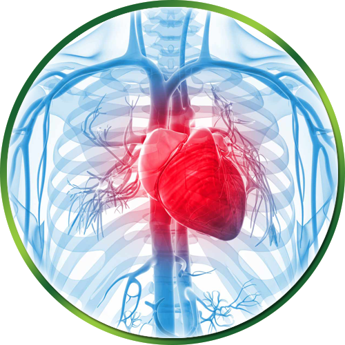 Le système cardiovasculaire